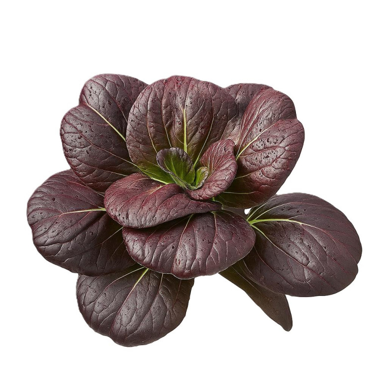 PURPLE Pak Choi Unit Organic